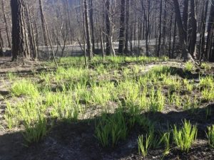 Reduce Your Lawn to Cut Water Bills