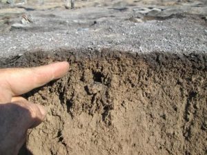 Stop Tilling For Better Garden Soil