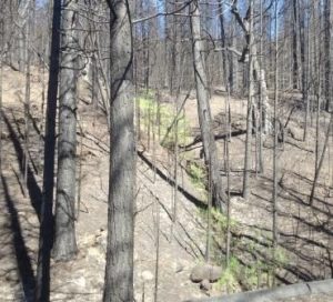 Rim Fire Transition Underway