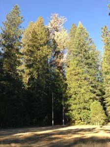 Calaveras County Landmark Dying