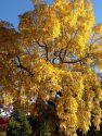Fall Colors