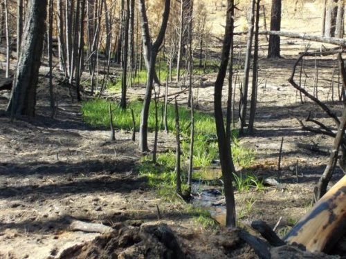 Rim Fire Burn Area