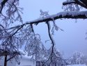 Snow on branches