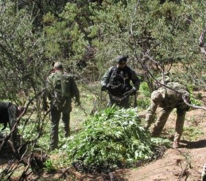 Marijuana Eradication Doubles In Tuolumne County