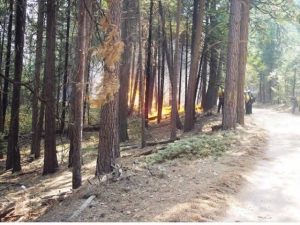CAL Fire To Join Forces With U.S. Forest Service