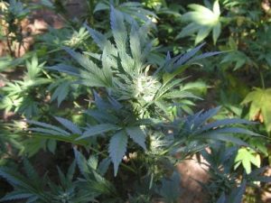 Ban Of All Private Medical Pot Grows