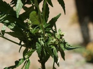 Researchers Share Economic Impact Data On Calaveras Cannabis