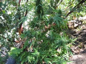 State Marijuana Vote?