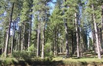 Forest Land