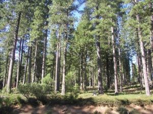 Forest Land