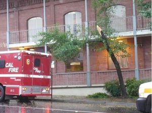 Fractured Tree Slows Stockton Rd. Traffic