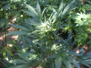 A New Pot Poll May Surprise You