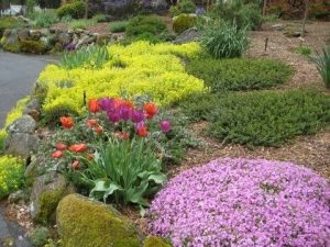 Our Bees Are in Trouble