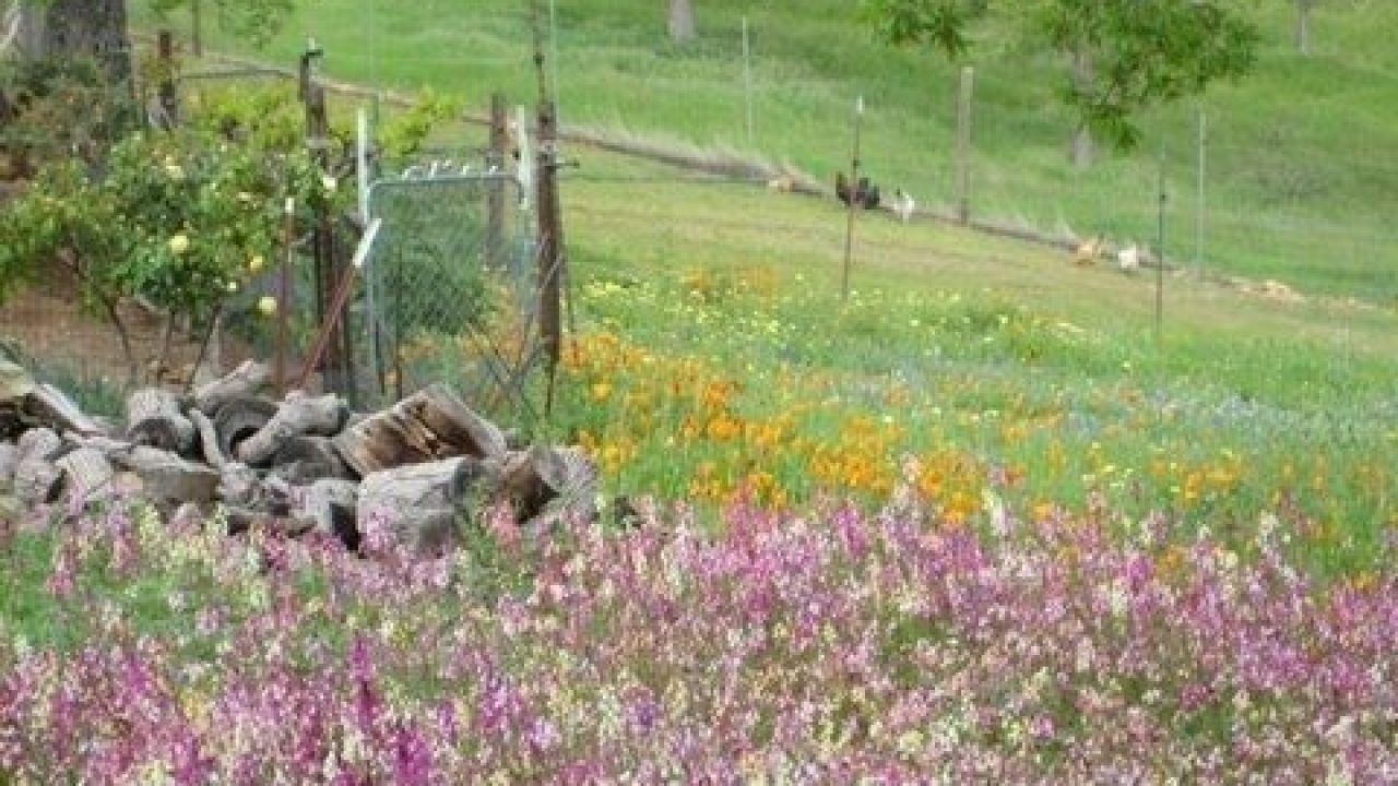 Wildflowers to Plant in Spring for a Summer Color Explosion in Your Yard