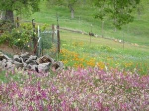 Sierra Nevada Wildflowers