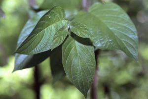 Dogwoods
