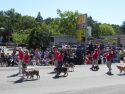 Therapy Dogs At Mother Lode Roundup Parade