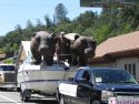 2014 Mother Lode Roundup Parade