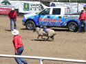 Mutton Busting Contest Photo taken by: Tracey Petersen