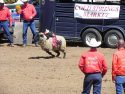 Mutton Busting Contest Photo taken by: Tracey Petersen