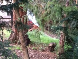 Emergency Crews respond to fallen tree Photo by Salime Smith