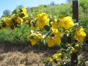 Master Gardener Demonstration Garden