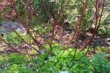 Master Gardener Demonstration Garden