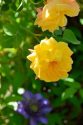 Master Gardener Demonstration Garden