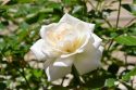 Master Gardener Demonstration Garden