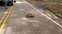 A tortoise crossing Phoenix Lake Road