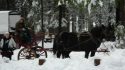 Horse Drawn Carrage Ride Big Trees