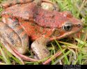 California Red-legged Frog Photo Credit: G. Fellers, U.S. Geological Survey