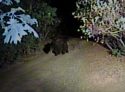 Bear in Twain Harte