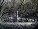 Jackson Fire