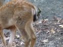 Fawn next day alone with injuries