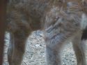 Fawn next day alone with injuries