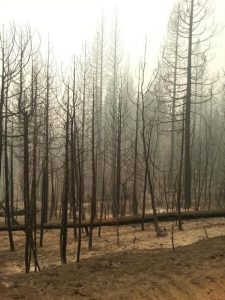 King Fire