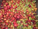 Indigeny Reserve organic apples