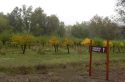 Indigeny Reserve, trees along the driveway in.