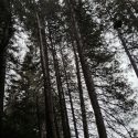 Big Trees State Park canopy image