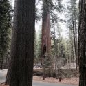 Big Trees State Park Grove image