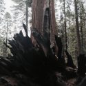 Big Trees State Park trees, stump
