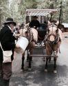 Big Trees Winter Carnival Carriage Ride horses, on a feed break