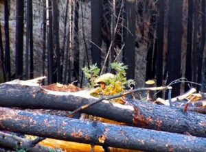 Rim Fire: A Story of Recovery