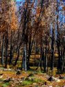 Rim Fire Recovery