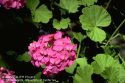 Geranium