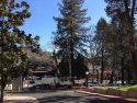 Tree pruning in Sonora's Courthouse Park