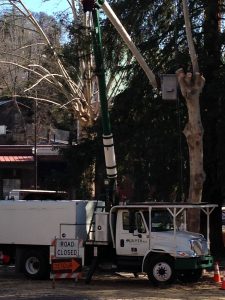Jump In Courthouse Park Pruning Cost