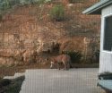 Cougar spotted in Sonora off Racetrack Road, 2015