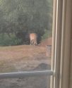 Cougar spotted in Sonora off Racetrack Road